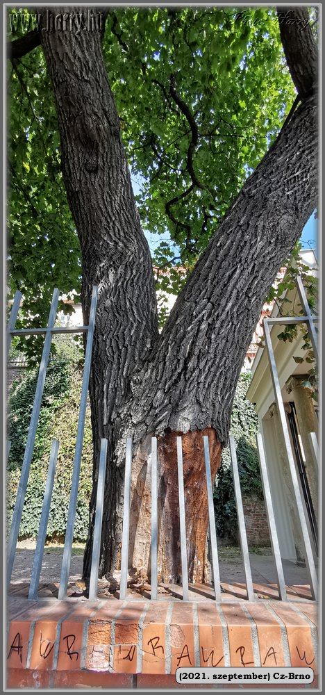 2021.augusztus-Cz-Brno-086.jpg