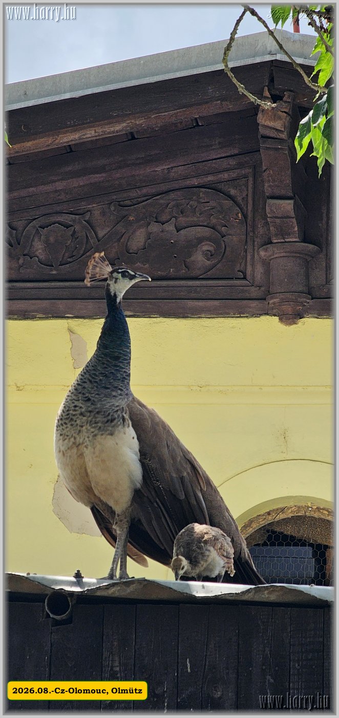 2026.08.-Cz-Olomouc-030.jpg
